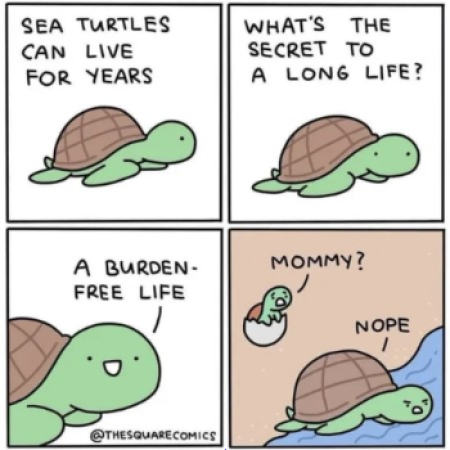 Turtle life